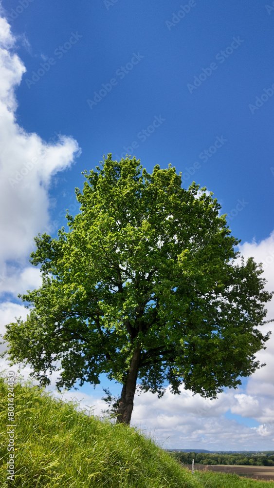 Obraz premium Arbre vertical