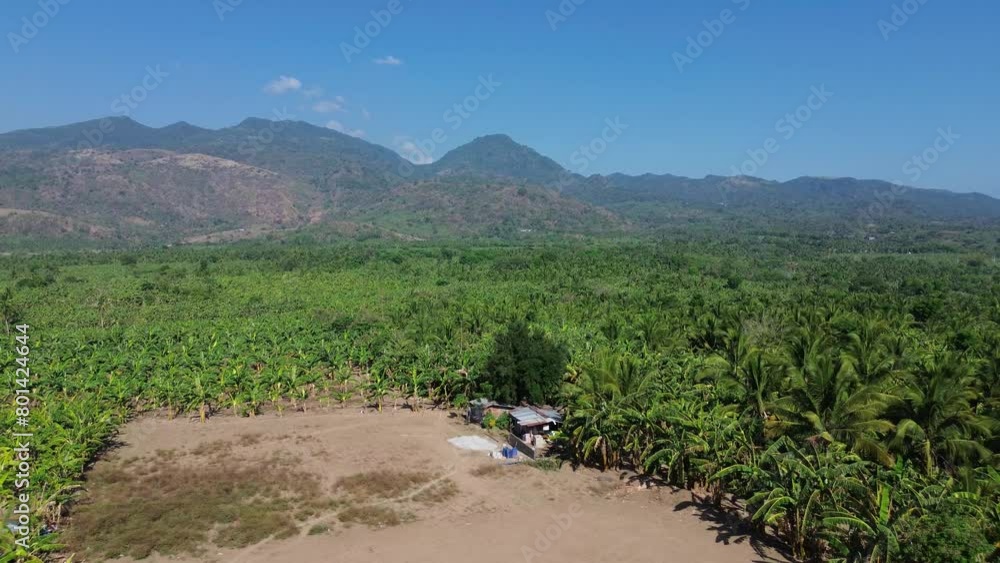 Banana and coconut plantations located next to a peaceful lake, which is surrounded by dense forests of Lake Tikub, Tiaong, Quezon, Philippines. Drone aerial shot Banana and coconut plantations located next to a peaceful lake, which is surrounded by dense forests of Lake Tikub, Tiaong, Quezon, Philippines. Drone aerial shot