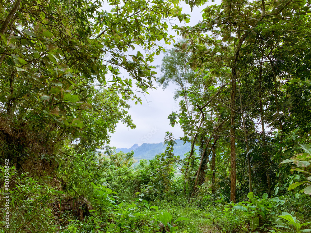 A forest with mountain scenery A forest with mountain scenery