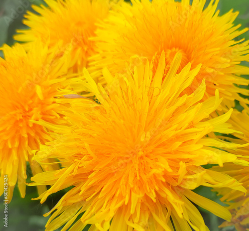 yellow dandelion flower