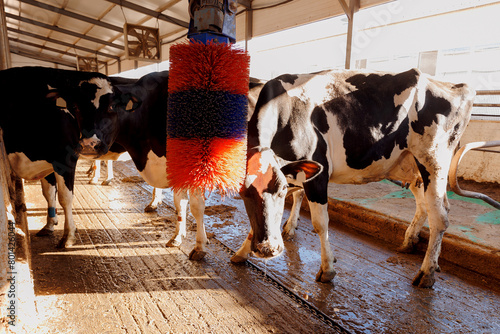 Cow scratches her back on brush for cleaning wool and massage photo