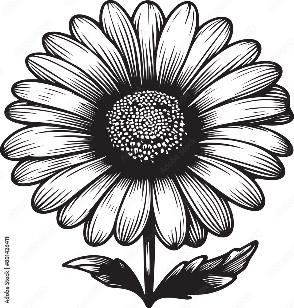 black and white daisy black and white daisy
