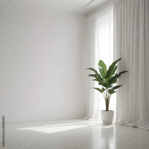 Tropical plant with lush leaves on the floor near white wall.