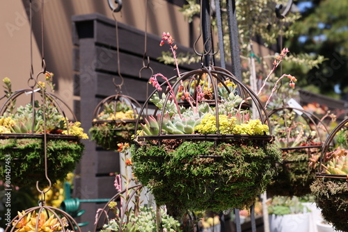 Εκτύπωση καμβά hanging plant baskets