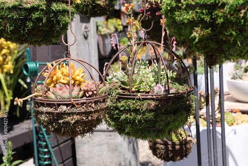 Photography plant baskets