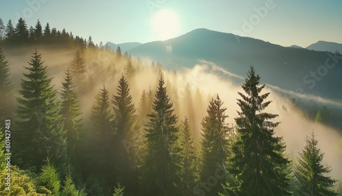 spruce treetops on a hazy morning wonderful nature background with sunlight coming through the fog bright sunny atmosphere