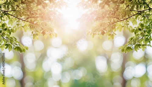 sunshine through blurred green trees empty abstract summer or spring background banner with defocused lights and copy space © Aedan