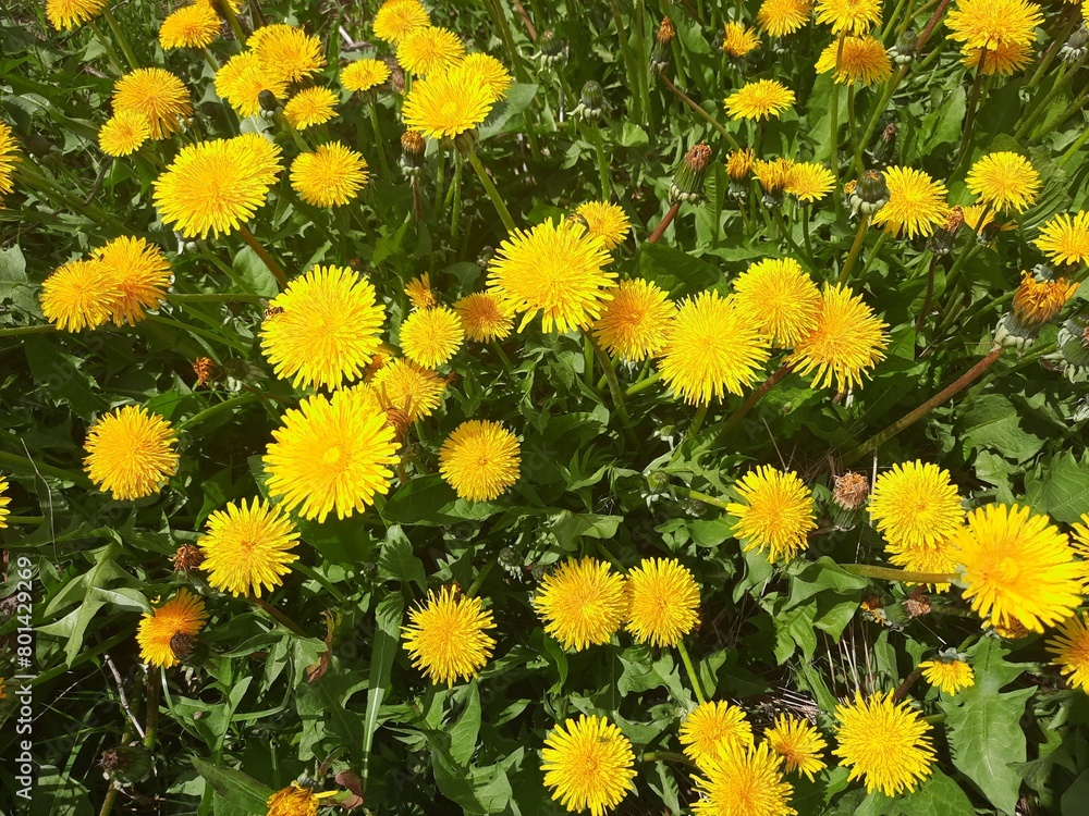 field of dandelions field of dandelions
