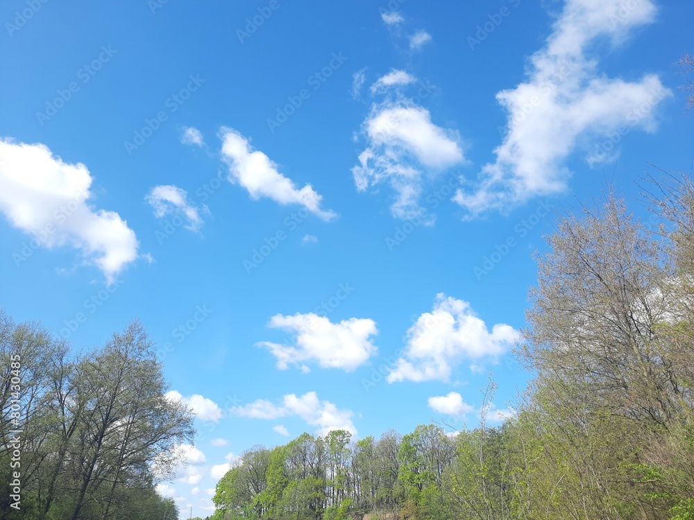 sky and trees