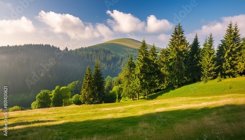 spruce forest on the hill in morning haze lovely nature scenery in beautiful light