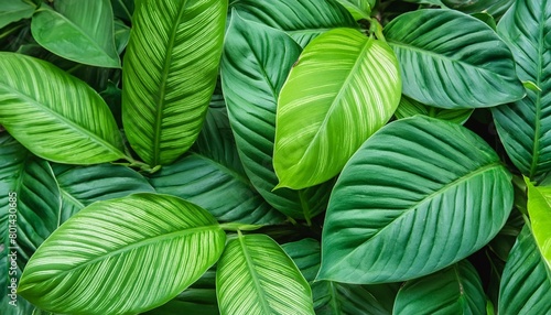 nature green leaves background tropical leaf banner or floral jungle pattern concept