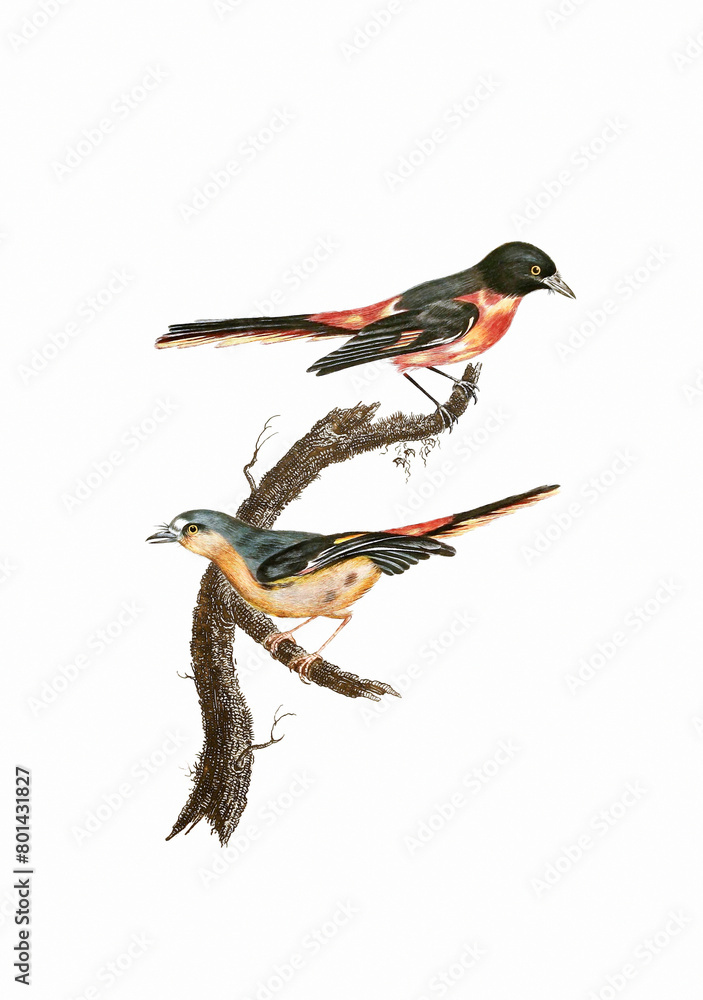 Obraz premium Vintage inspired bird illustration