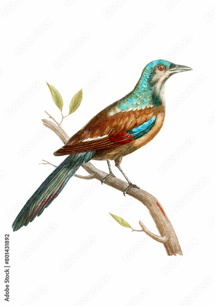 Fototapeta premium Vintage inspired bird illustration