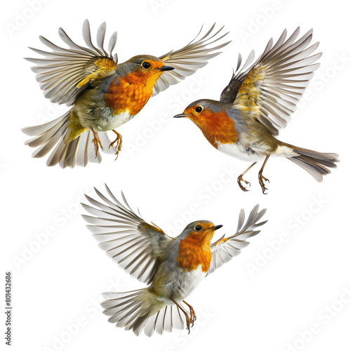 Set of Robin (Erithacus rubecula) flying isolated on white background © amankris99