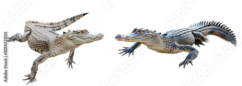 Set of Crocodile isolated white background.