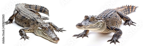 Set of Crocodile isolated white background.