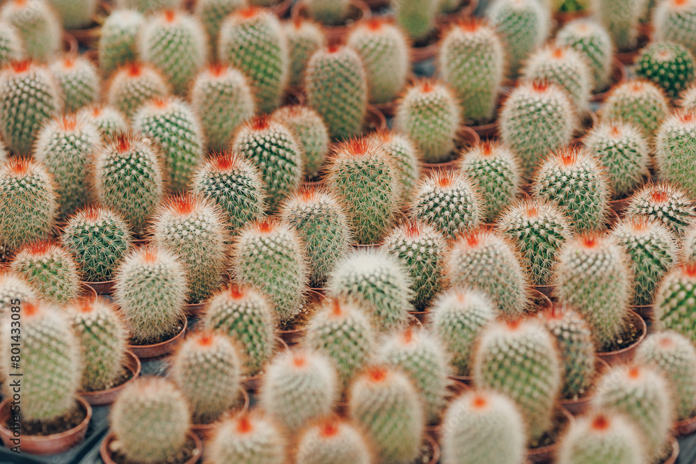 Gardening shop, greenhouse cactus plant nursery for garden decoration. Business for sale and selection of shrubs, botanical trees Gardening shop, greenhouse cactus plant nursery for garden decoration. Business for sale and selection of shrubs, botanical trees