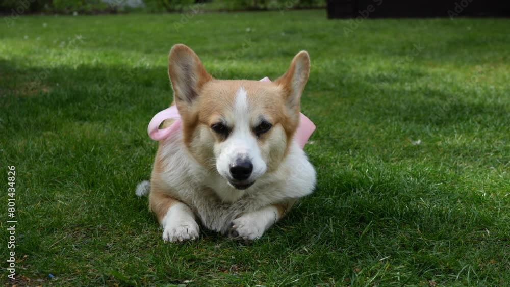 Hot summer, corgi dog in a warm fur coat lies in the shade Hot summer, corgi dog in a warm fur coat lies in the shade