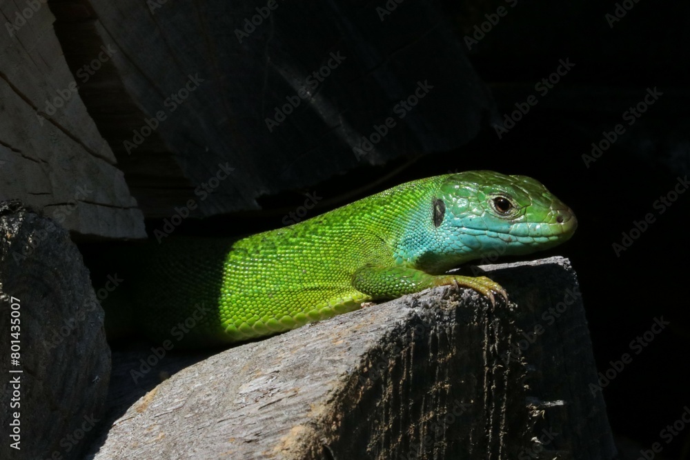 Fototapeta premium Ramarro