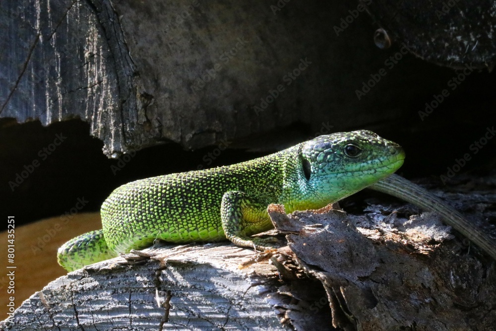 Fototapeta premium Ramarro