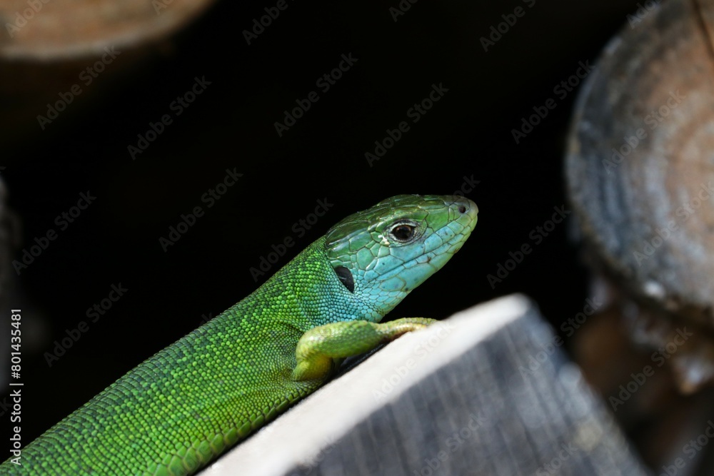 Fototapeta premium Ramarro