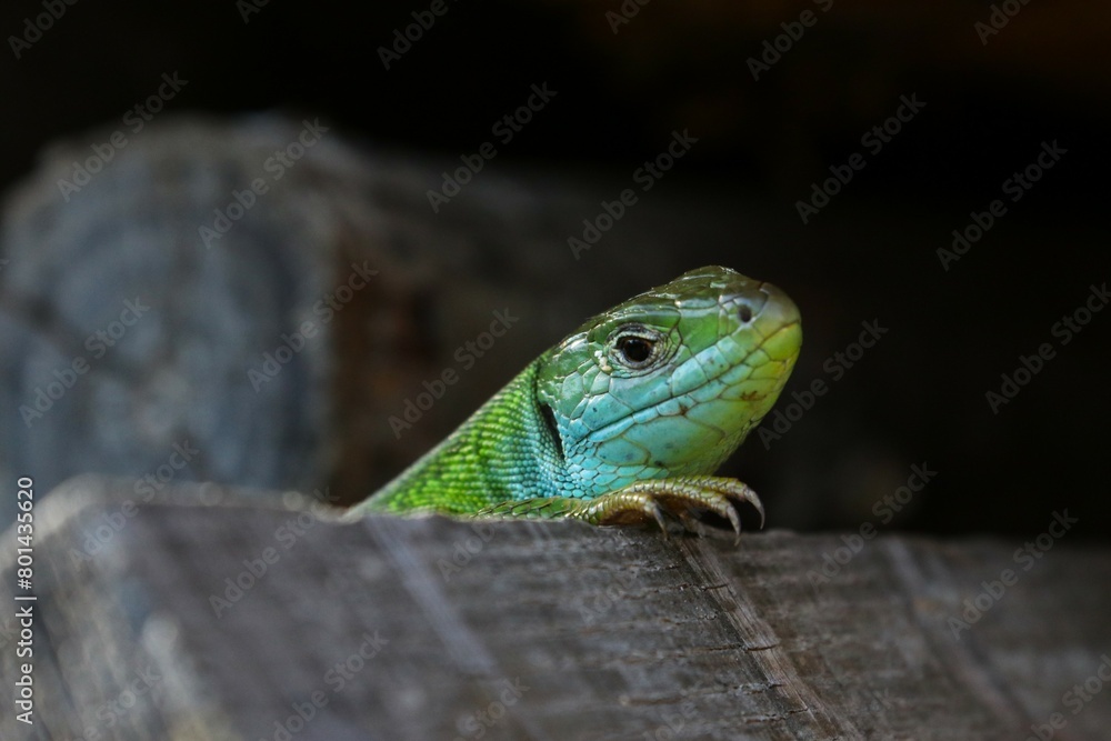 Fototapeta premium Ramarro