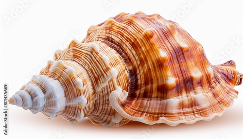 close up of ocean shell png cut out without background © Kristopher