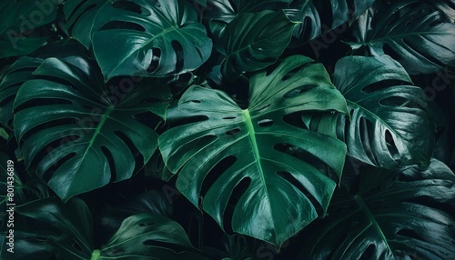 dark green leaves of monstera or split leaf philodendron monstera deliciosa the tropical foliage plant bush popular houseplant photo