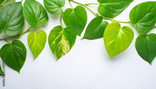 green leaves nature frame border of devil s ivy or golden pothos the tropical foliage plant on white background photo