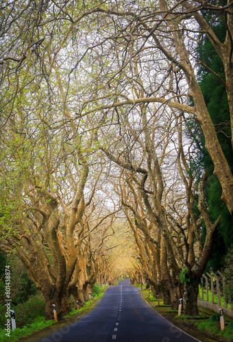 Estrada entre alameda de árvores 