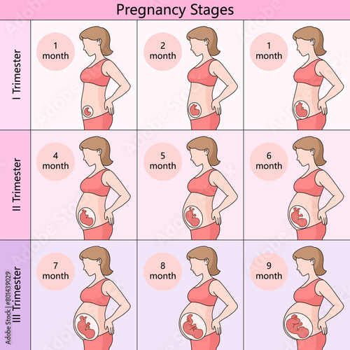 guide month-by-month stages of pregnancy, divided into trimesters, showing fetal development and maternal body changes diagram schematic vector illustration. Medical science educational illustration