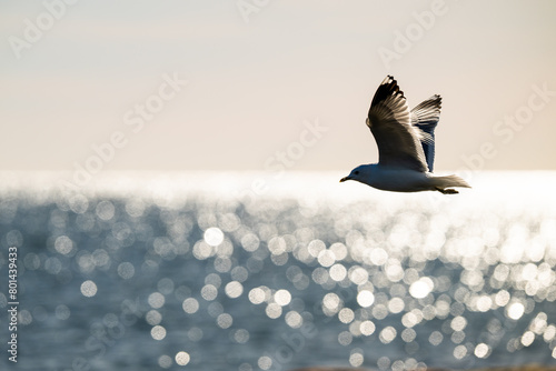 Herring gull Larus argentatus fishing in a small bay. photo