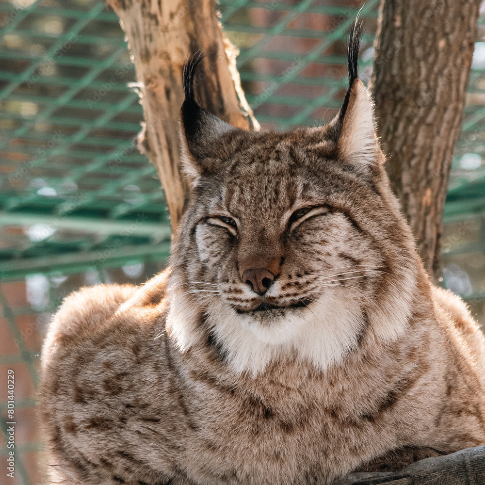 Fototapeta premium beautiful young european lynx close up