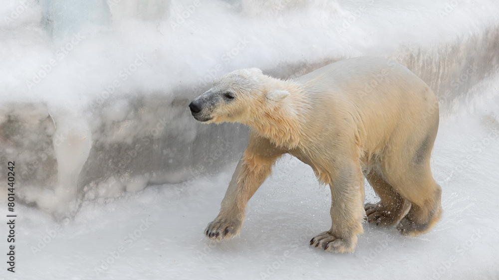 Funny white bear. Polar bear in a funny pose. Funny white bear. Polar bear in a funny pose.