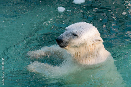 The polar bear is swimming.