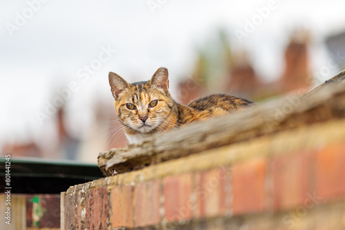 Stray cat resting on rooftop of a england house