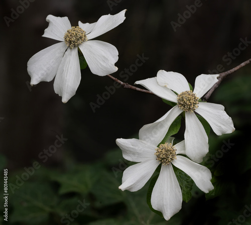 Φωτογραφία Dogwood flowers