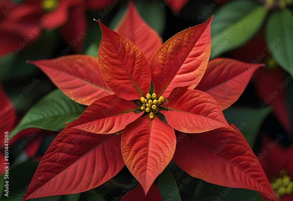 A close-up view of a poinsettia flower's bright red bracts, framing a cluster of tiny yellow flowers at its center (1), generative AI