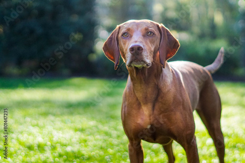 Vizsla outside in summer