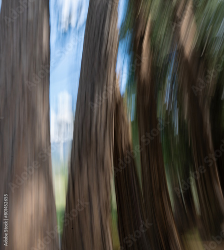 Impressionistic Photo of Cedar Trees, Yosemite Valley