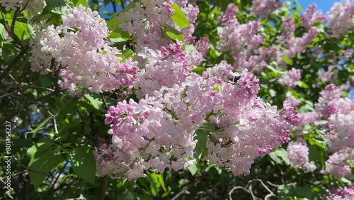 pink and white lilac flowers