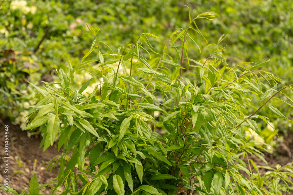 Prinsepia Sinensis plant in Zurich in Switzerland Prinsepia Sinensis plant in Zurich in Switzerland