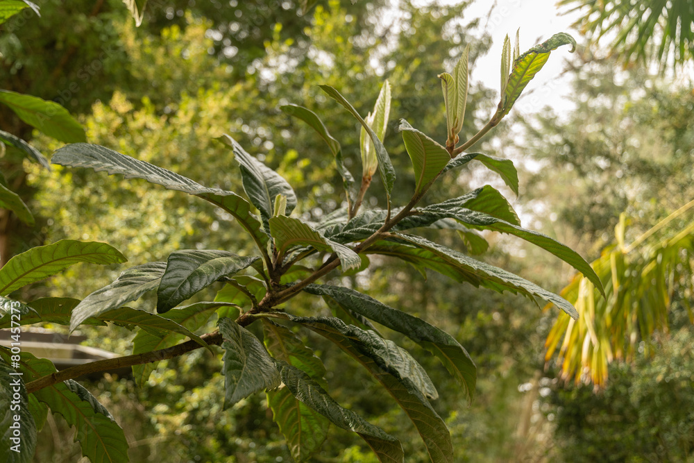 Fototapeta premium Loquat or Eriobotrya Japonica plant in Zurich in Switzerland