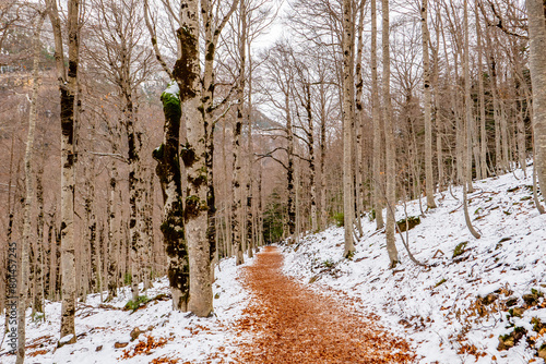 Path among beech trees in autumn, Ordesa and Monte Perdido National Park, Huesca, Spain