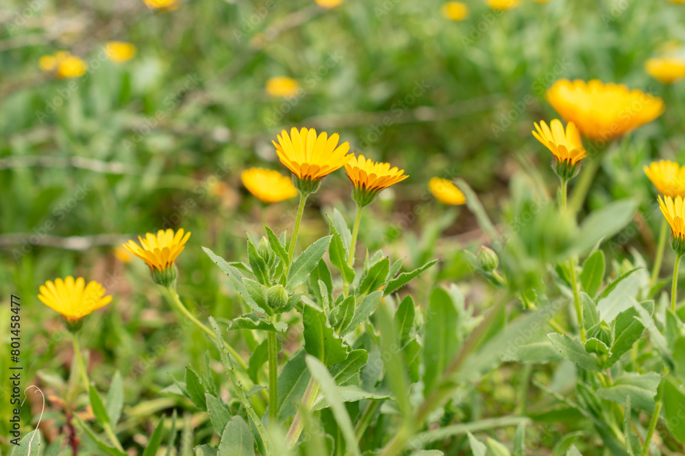 Field marigold or Calendula Arvensis plant in Zurich in Switzerland Field marigold or Calendula Arvensis plant in Zurich in Switzerland