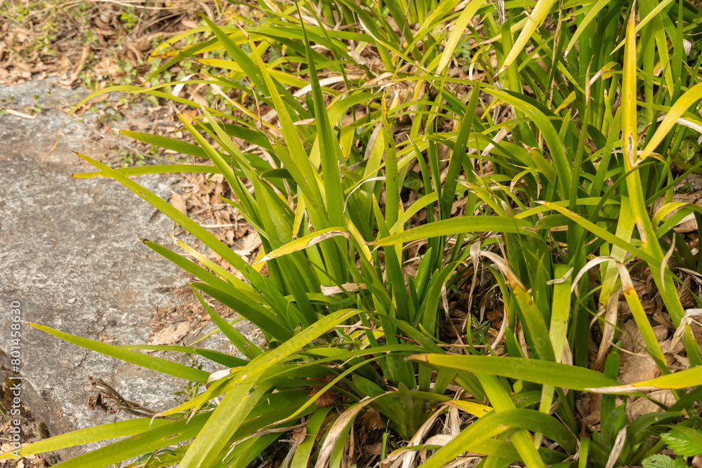 Obraz premium Stinking iris or Iris Foetidissima plant in Zurich in Switzerland