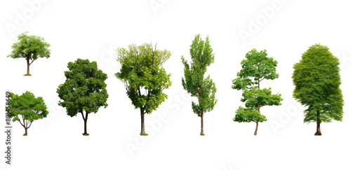 A row of trees with different shapes and sizes