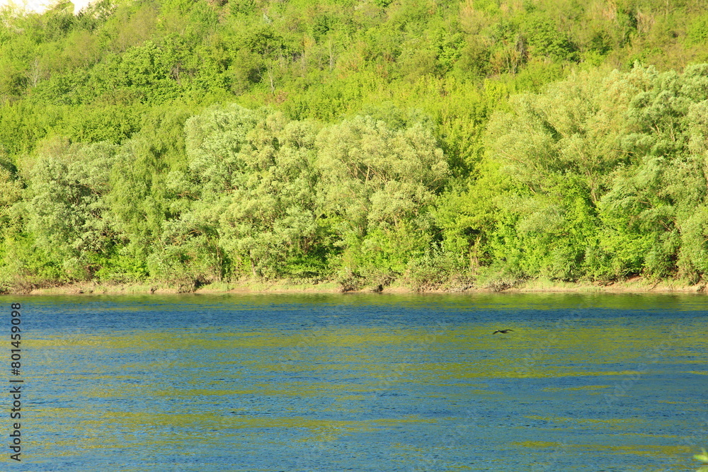 A body of water with trees in the background A body of water with trees in the background