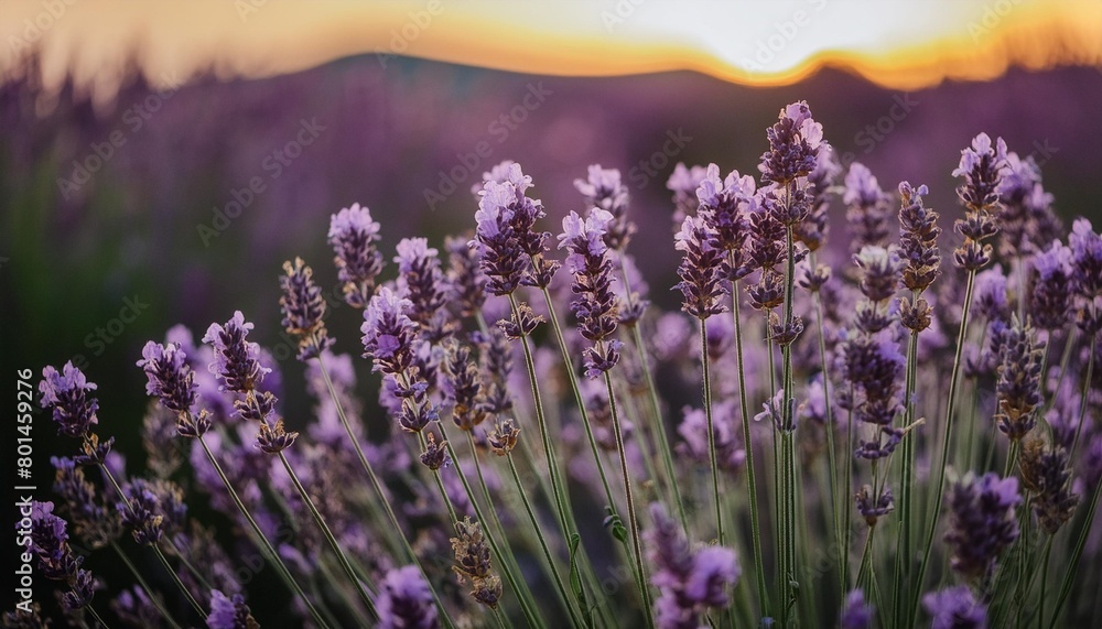 lavender flowers at sunset in provence france macro image shallow depth of field