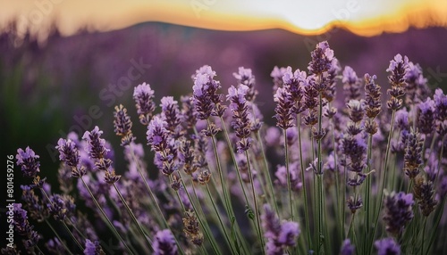 lavender flowers at sunset in provence france macro image shallow depth of field © Adrian